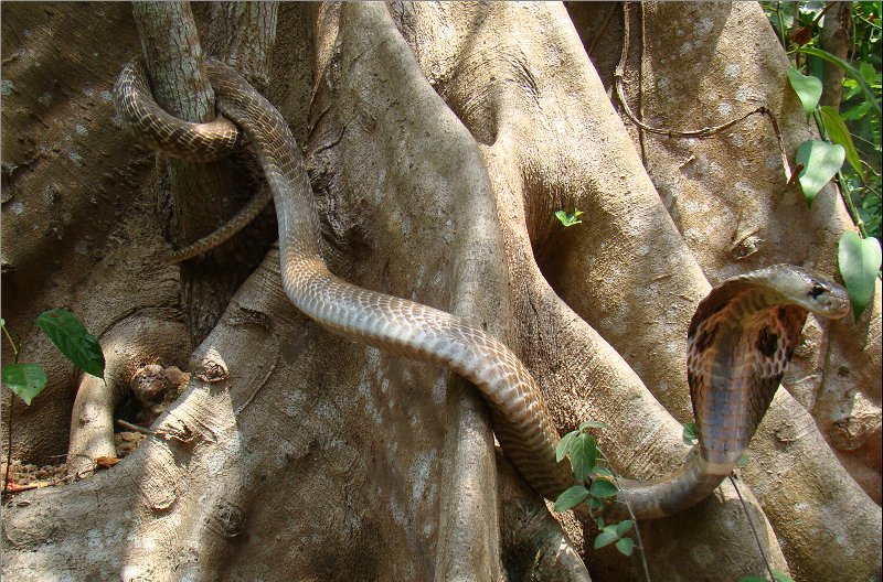 Close-up of Indian Spectacled Cobra head showing round pupil