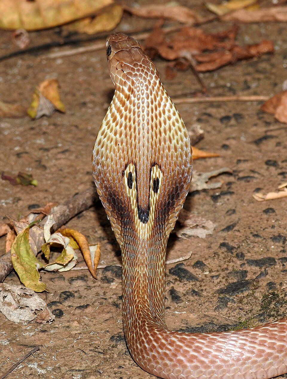 Indian Spectacled Cobra with hood raised, showing the spectacle mark