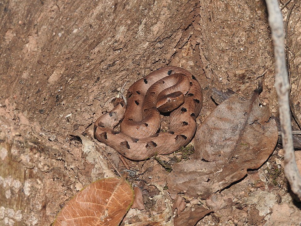 Hump-nosed Pit Viper, a small brown snake common in coastal Karnataka, not covered by Indian polyvalent ASV