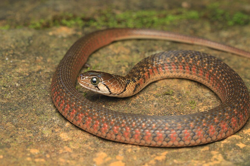 Olive Keelback, a common non-venomous snake near water that is frequently mistaken for a venomous species