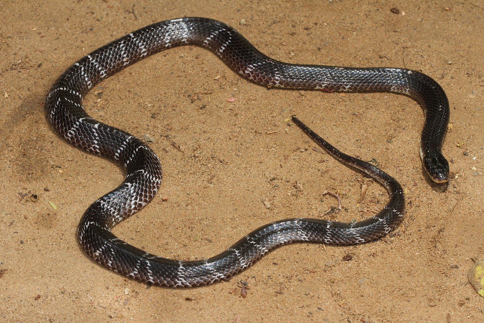 Common Krait showing steel blue-black body with narrow white crossbands