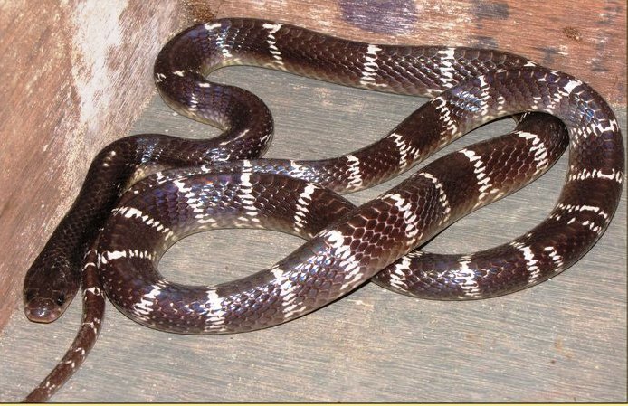 Close-up of Common Krait head, small and barely distinct from the neck