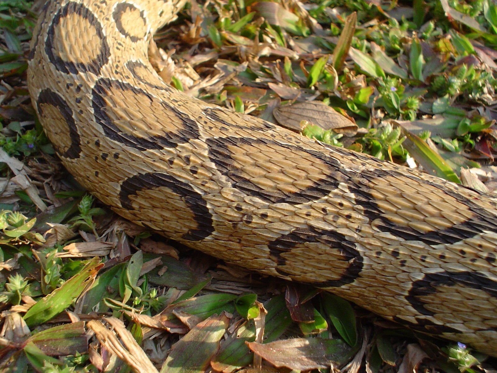 Russell's Viper showing three rows of chain-like oval spots on a lighter background