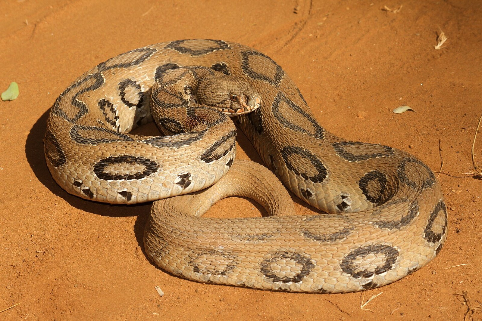 Close-up of Russell's Viper head, triangular and distinct from the neck