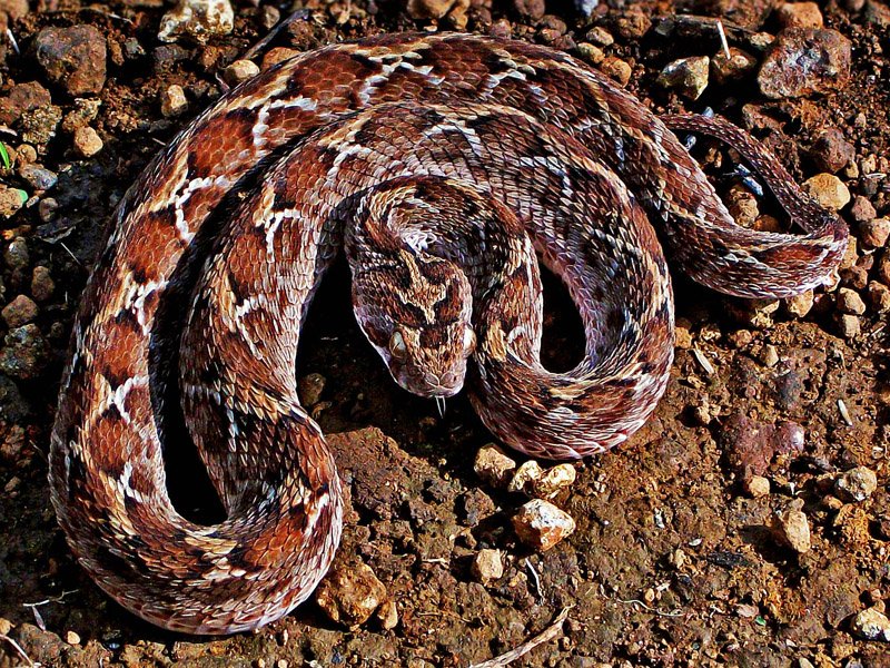 Saw-Scaled Viper showing a pale zigzag body pattern, much smaller than the other three