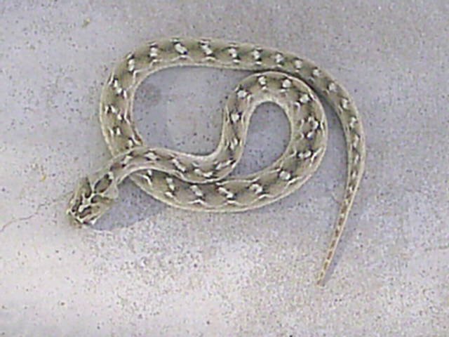 Close-up of Saw-Scaled Viper lateral scales, serrated and keeled