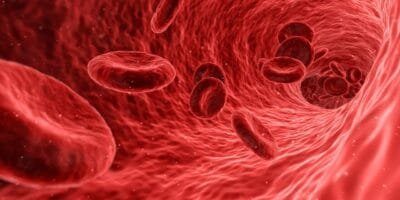 Red blood cells moving through a blood vessel