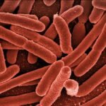Rod shaped bacteria under an electron microscope, coloured red