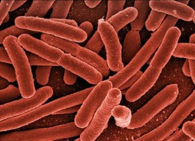 Rod shaped bacteria under an electron microscope, coloured red