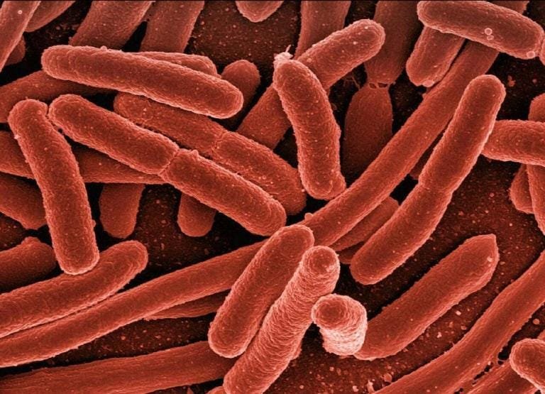 Rod shaped bacteria under an electron microscope, coloured red