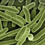 Rod shaped bacteria under an electron microscope, coloured green