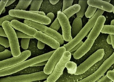 Rod shaped bacteria under an electron microscope, coloured green