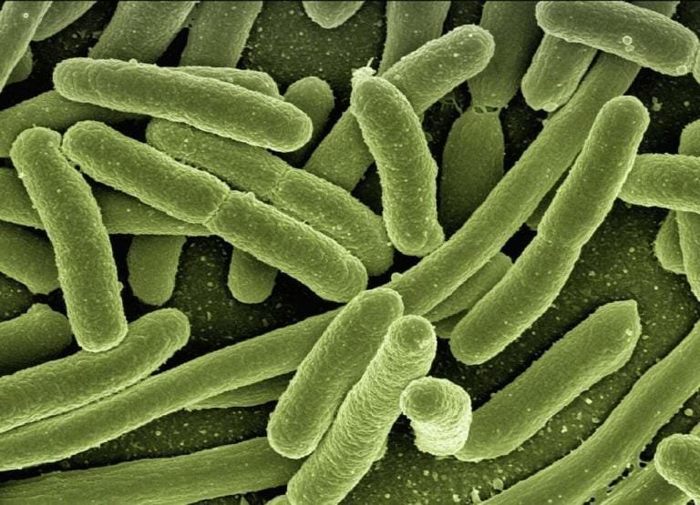 Rod shaped bacteria under an electron microscope, coloured green
