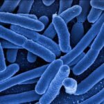 Rod shaped bacteria under an electron microscope, coloured blue