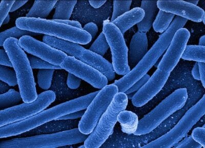 Rod shaped bacteria under an electron microscope, coloured blue
