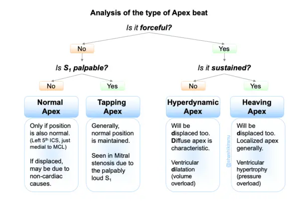 Flowchart algorithm to distinguish heaving, tapping, and hyperdynamic apex beat