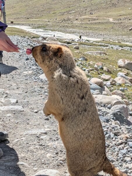 The Himalayan marmot being fed by a pilgrim, standing upright on the trail.