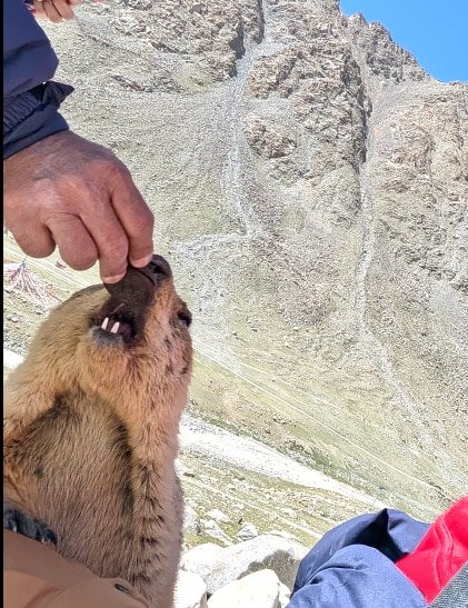 Himalayan Mormot near kailash