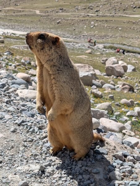 Himalayan Mormot near kailash