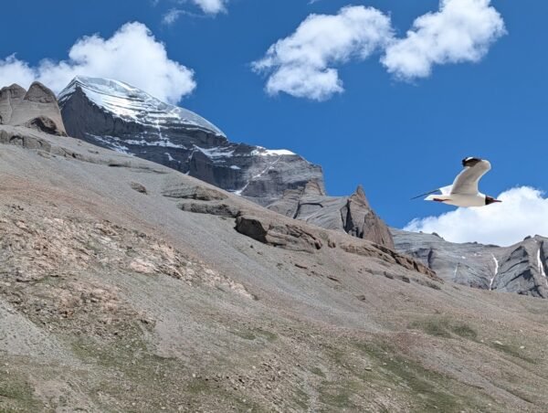 Sea gull flying near Kailash
