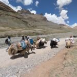Yaks are the engines of the Himalayas, even at Kailash
