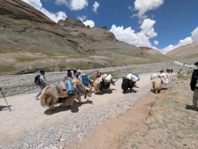 Yaks are the engines of the Himalayas, even at Kailash